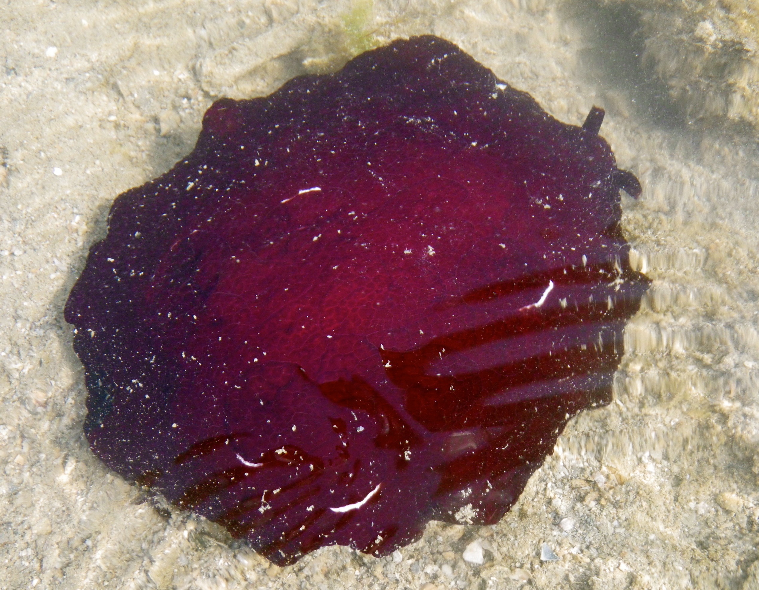 ○01)【同梱不可】Five Hydroid Species from the Gulf of Aqaba